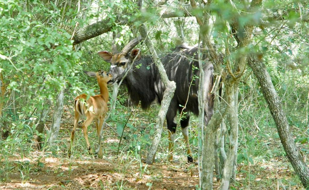 Umkhumbi Lodge Hluhluwe Εξωτερικό φωτογραφία